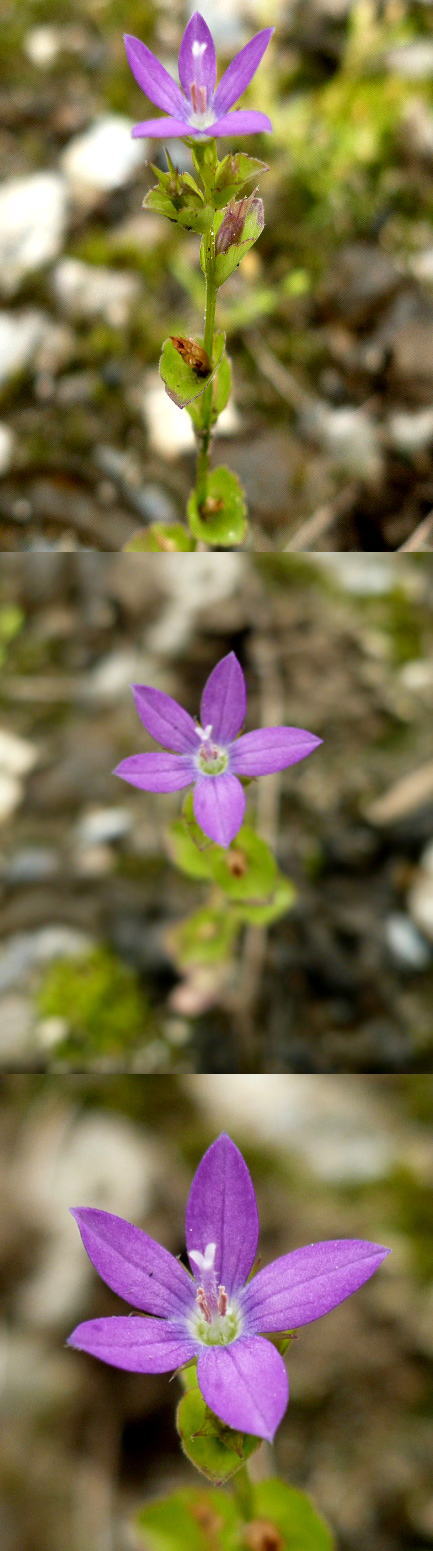 駐車場に咲いていた不明の花「キ...