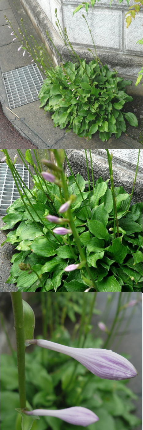 ギボウシの花