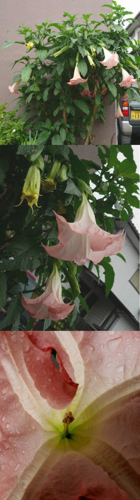 エンジェルストランペット