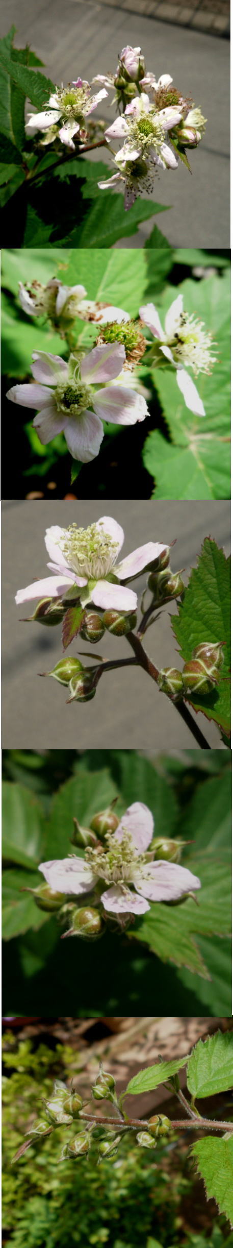 ブラックベリーの花