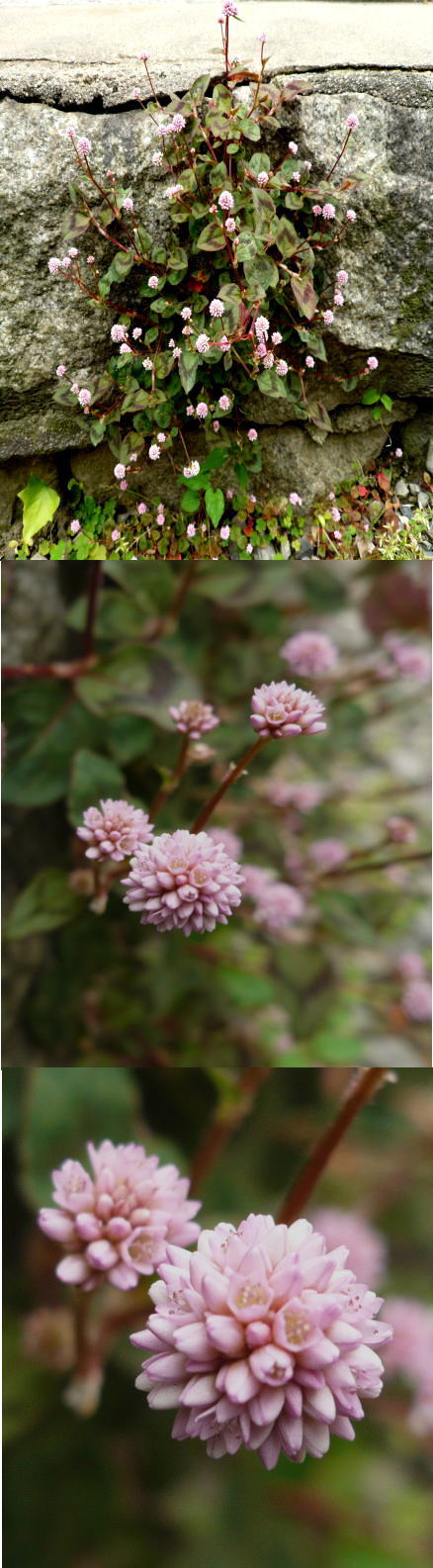ポリゴナムの花