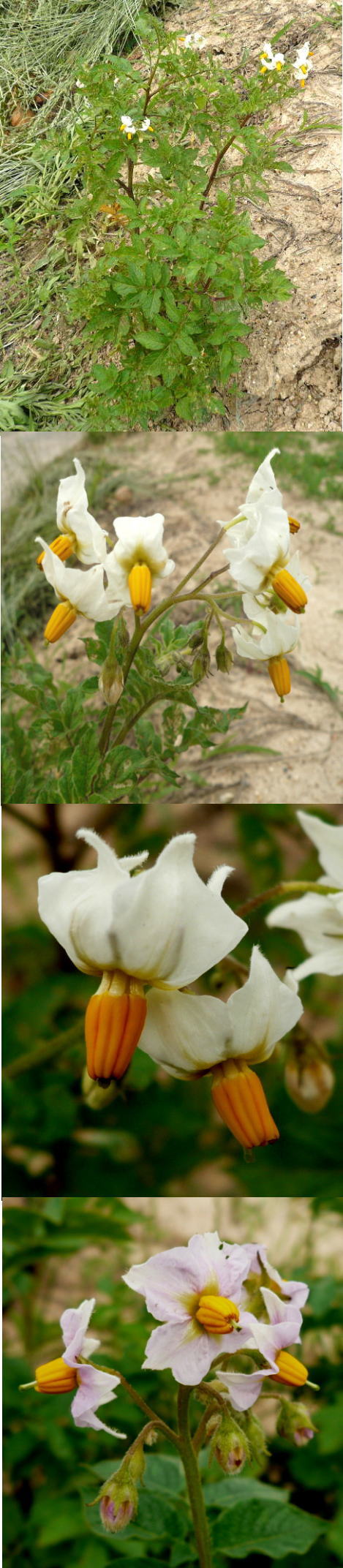 不明の花は「ジャガイモの花」で...