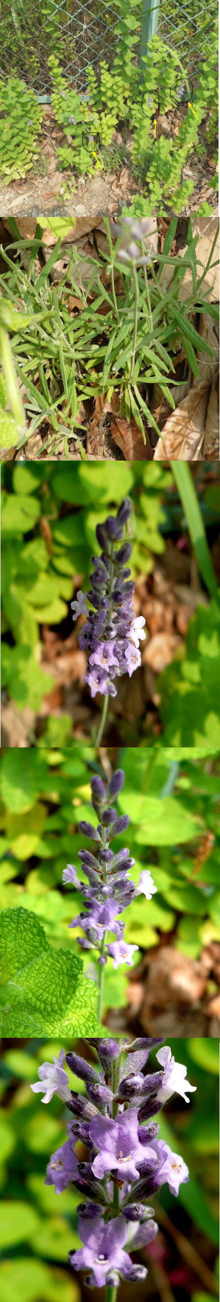 不明の花「イングリッシュ系ラベ...