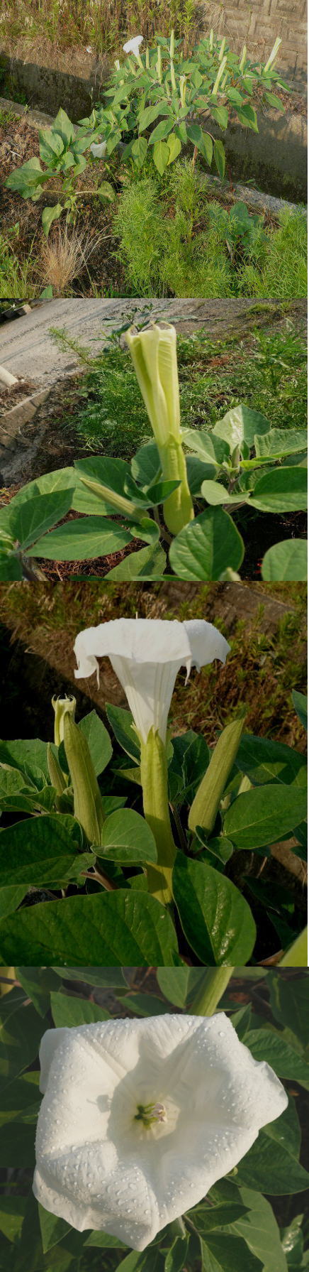 ダチュラの花