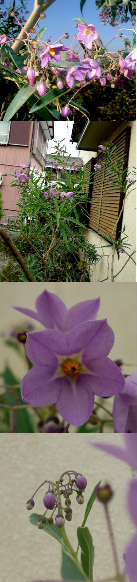 涼しそうなルリヤナギの花