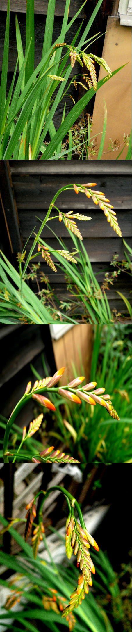 不明の花「モントブレチア」でし...