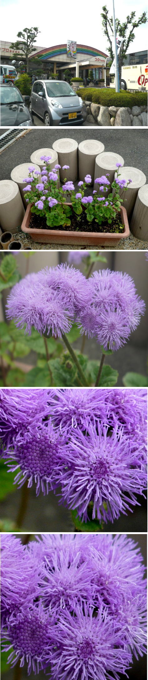 不明の花「アゲラタム」でした