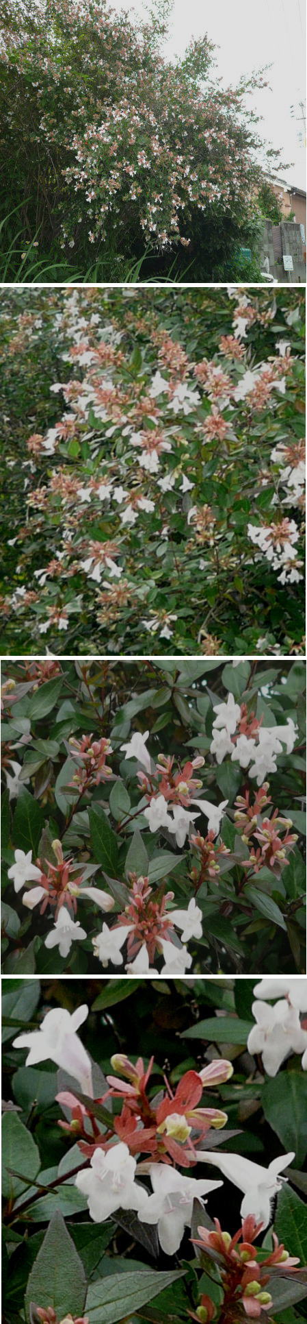 ハナゾノツクバネウツギの花