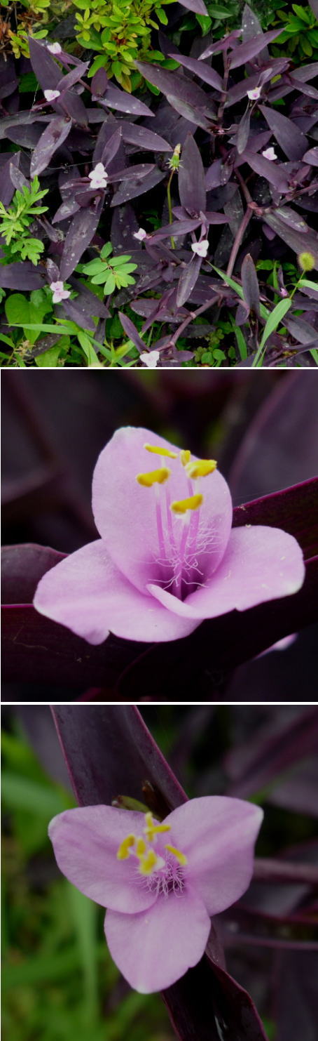 ムラサキゴテンの花