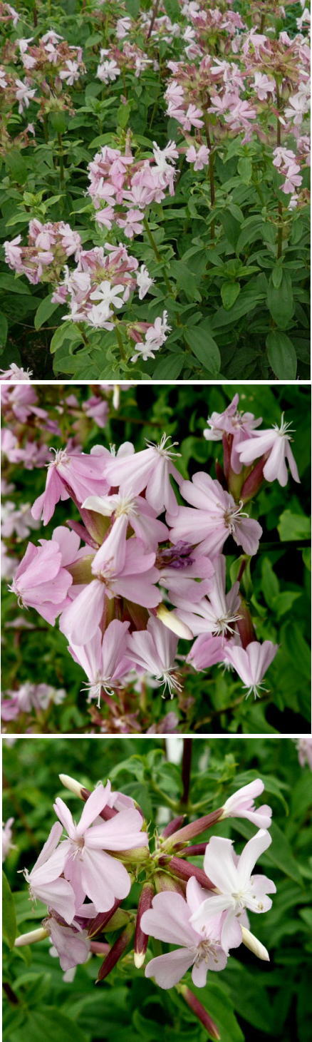こんな花は「ムシトリナデシコ」...