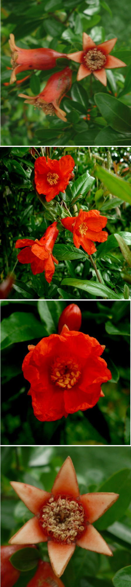 ザクロの花