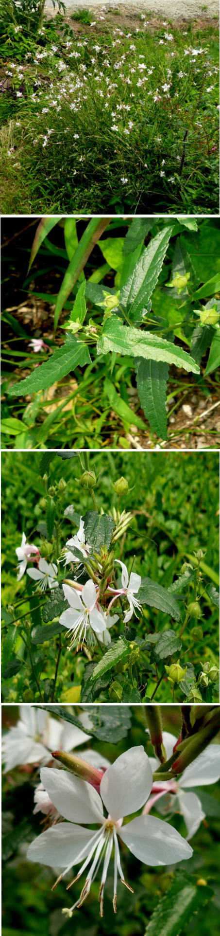 不明の花「ガウラ」でした