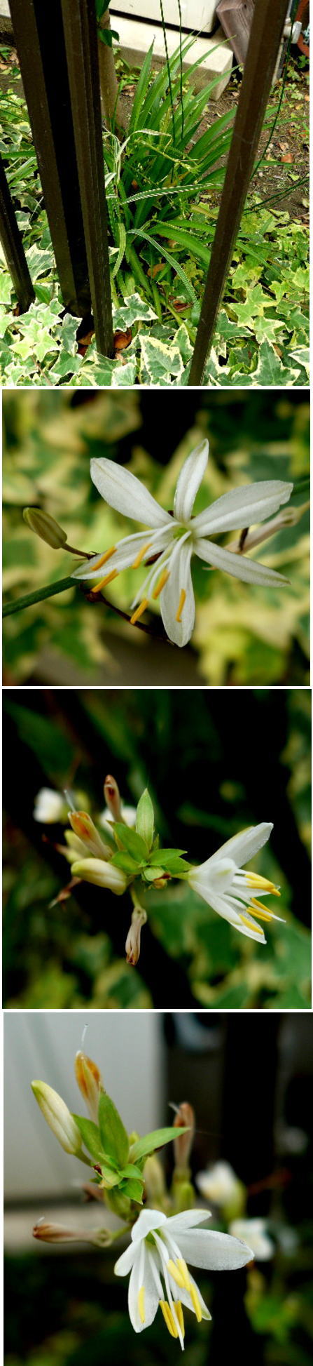 不明の花「オリズルラン」でした