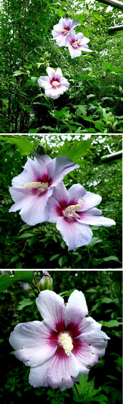 綺麗なムクゲの花