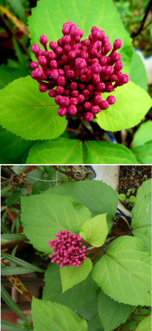 不明の花「ボタンクサギ」でした