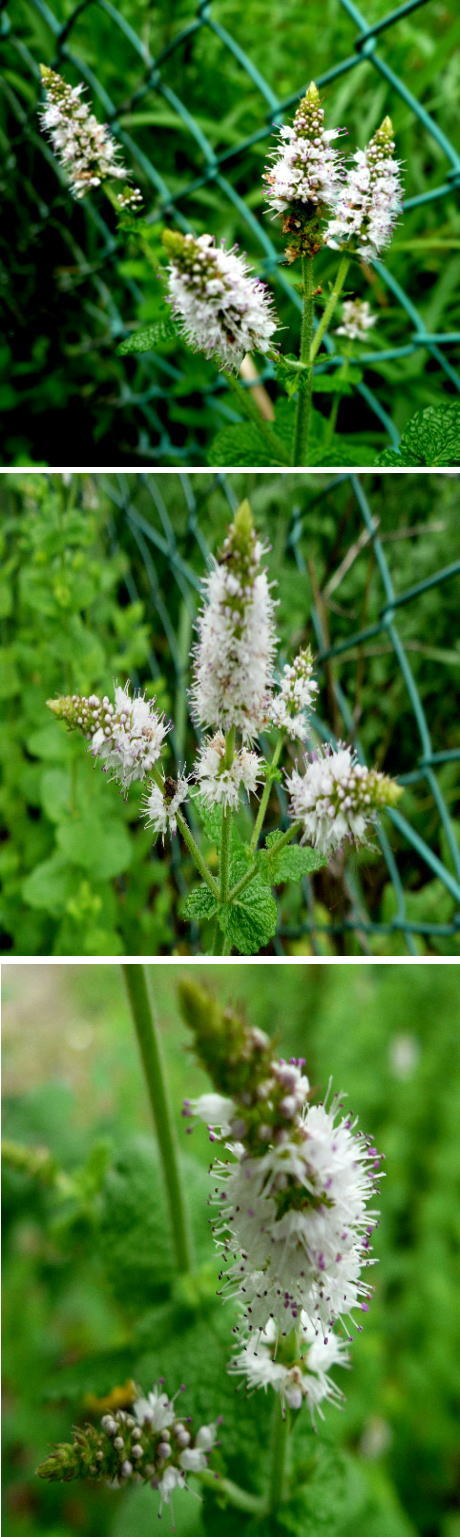 不明の花「アップルミント」でし...