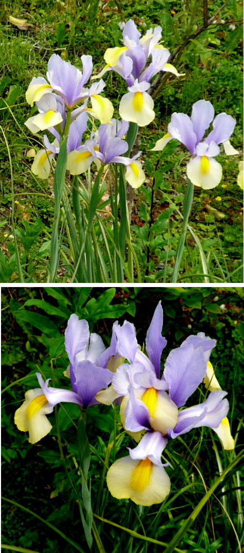 アイリスの花