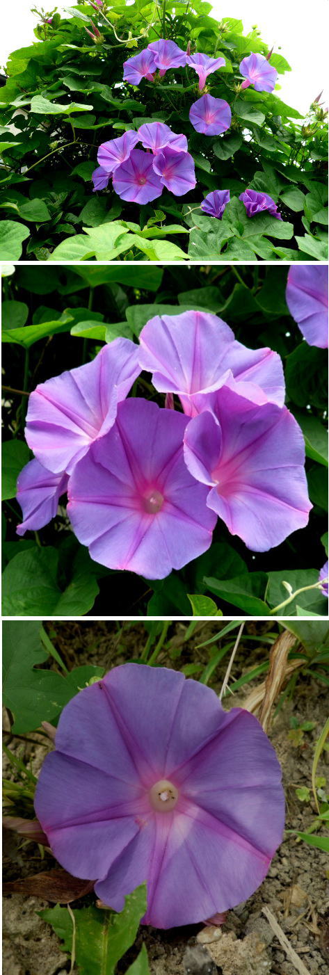 涼しそうなアサガオの花