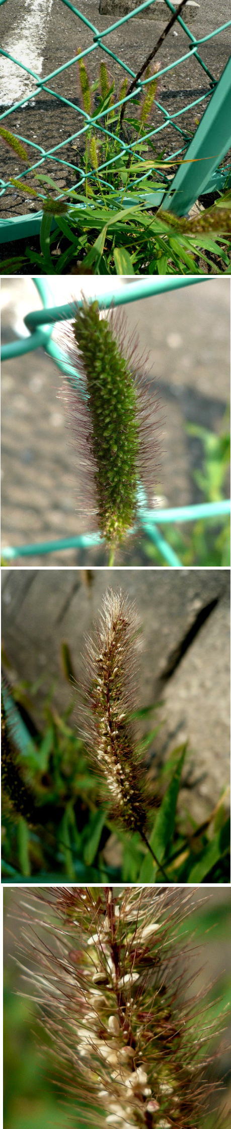 アキノエンコロクサの花穂
