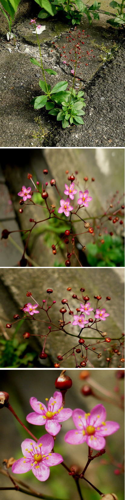 ハゼランの花