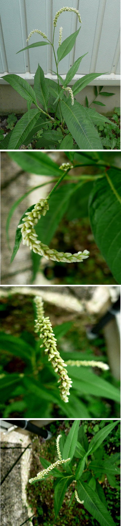 オオイヌタデの白い花
