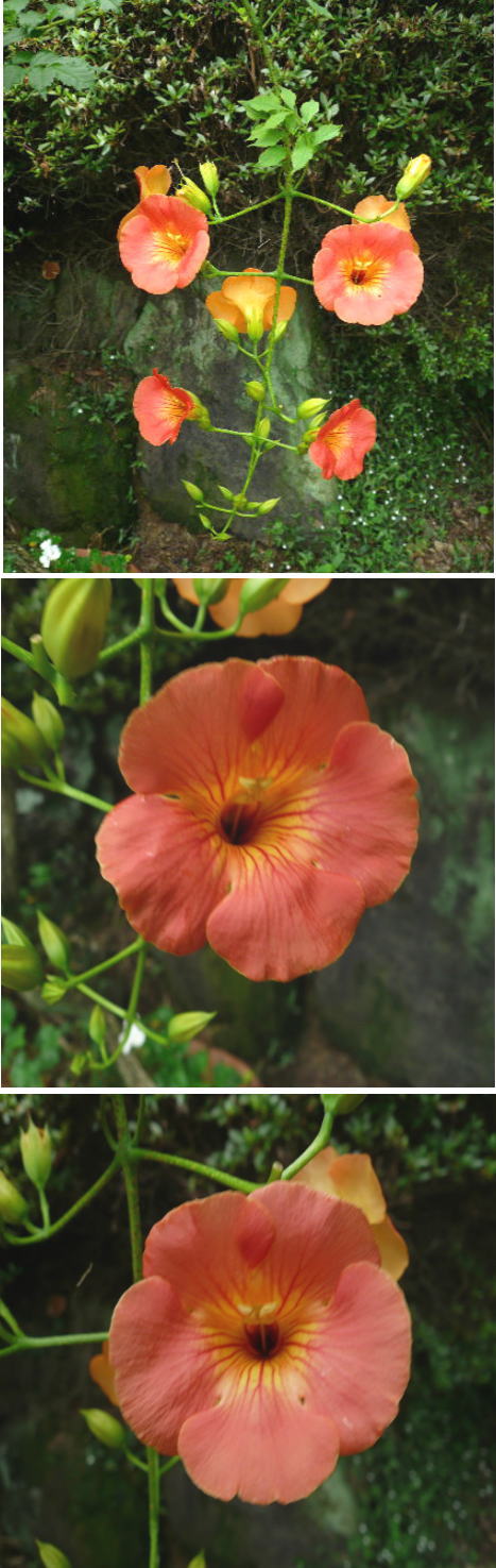 ノウゼンカズラ の花
