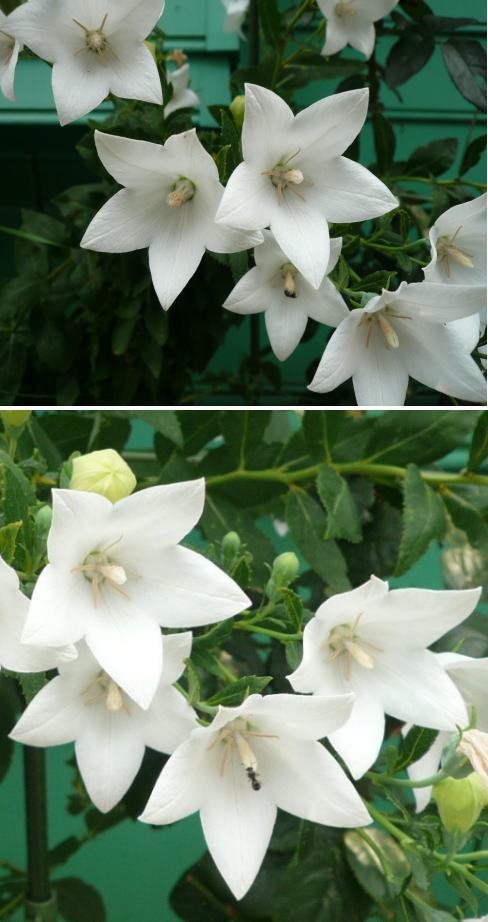 桔梗の白花