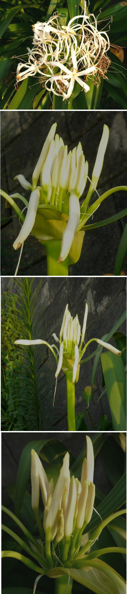 咲きすぎ浜木綿の花