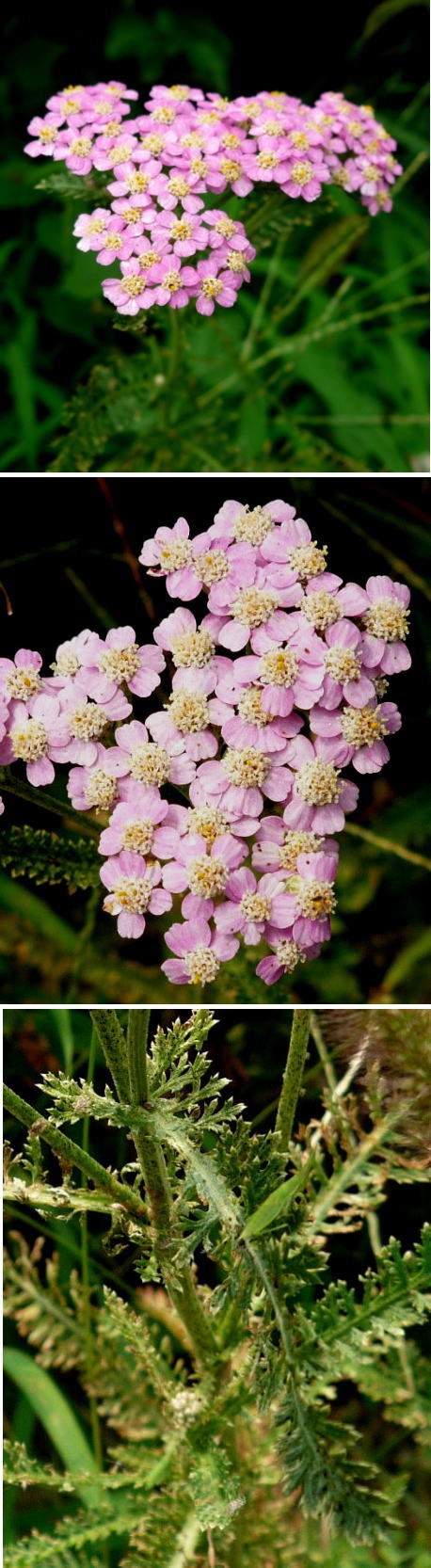 ノコギリソウの花