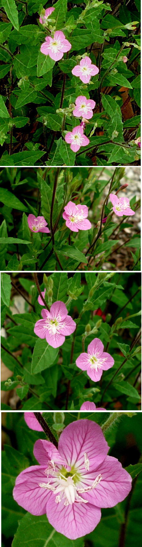 不明の花は「ユウゲショウ」でし...