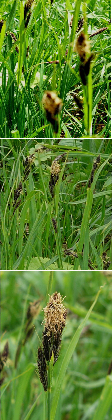 高山植物ショウジョウスゲ（猩々...