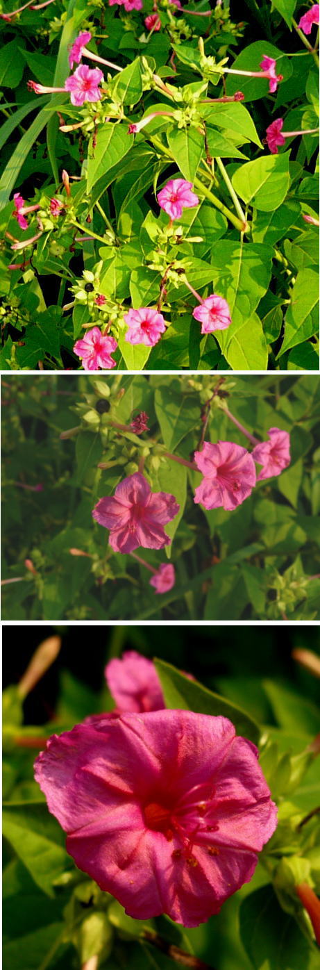 オシロイバナ（白粉花）
