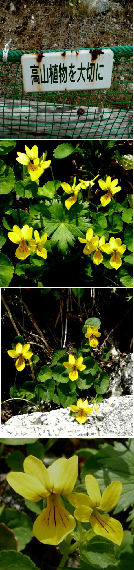 高山植物クモマスミレ