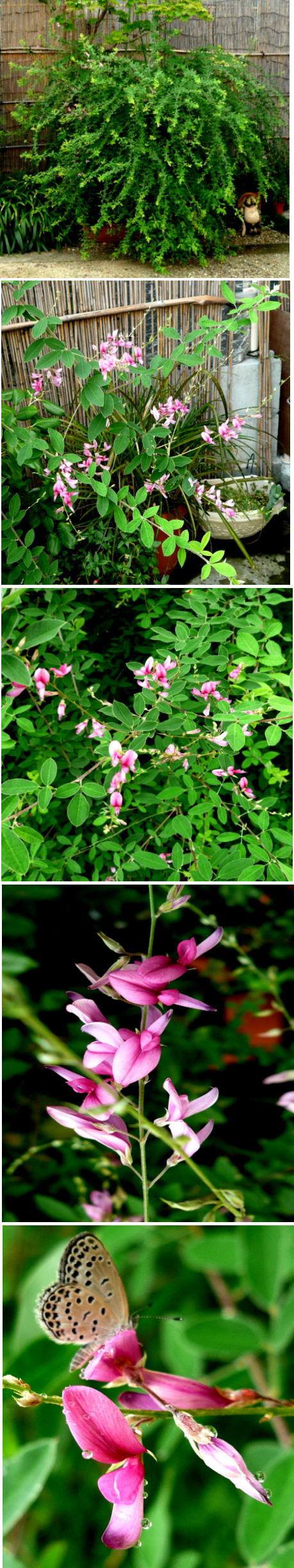 ミヤギノハギの花咲き始める