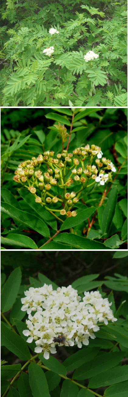 高山植物ウラジロナナカマド