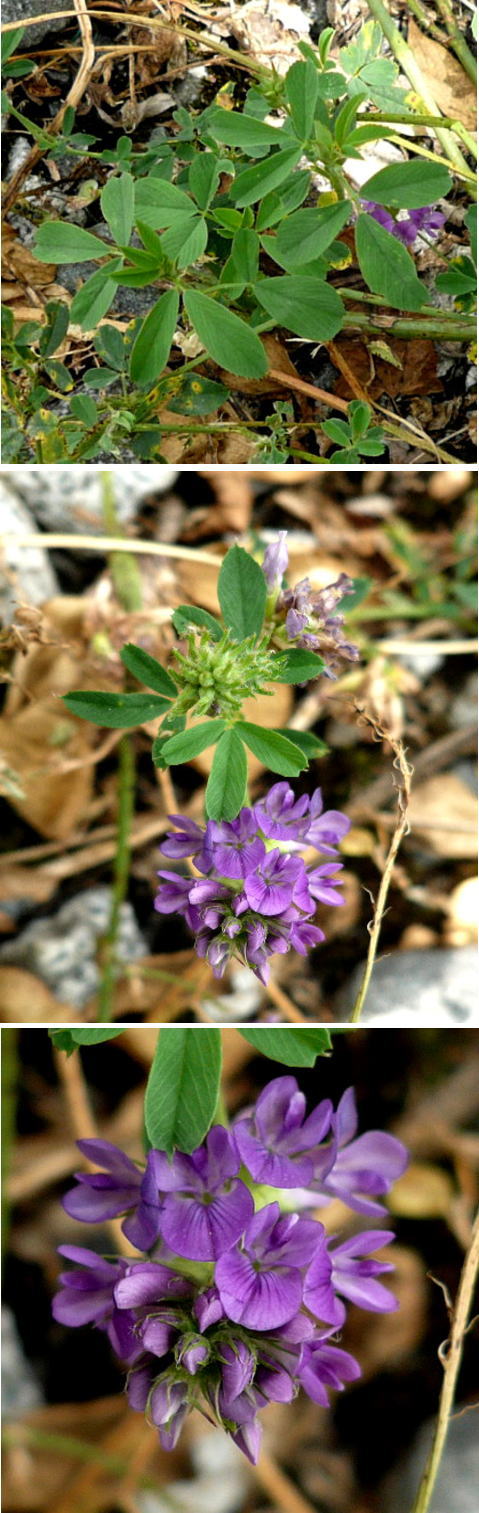不明の花「ムラサキウマコヤシ」...