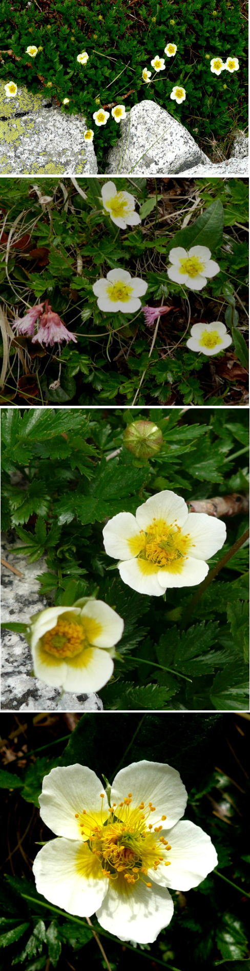 高山植物・チングルマ