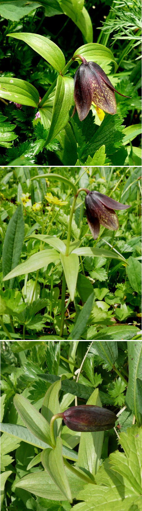 高山植物・クロユリ