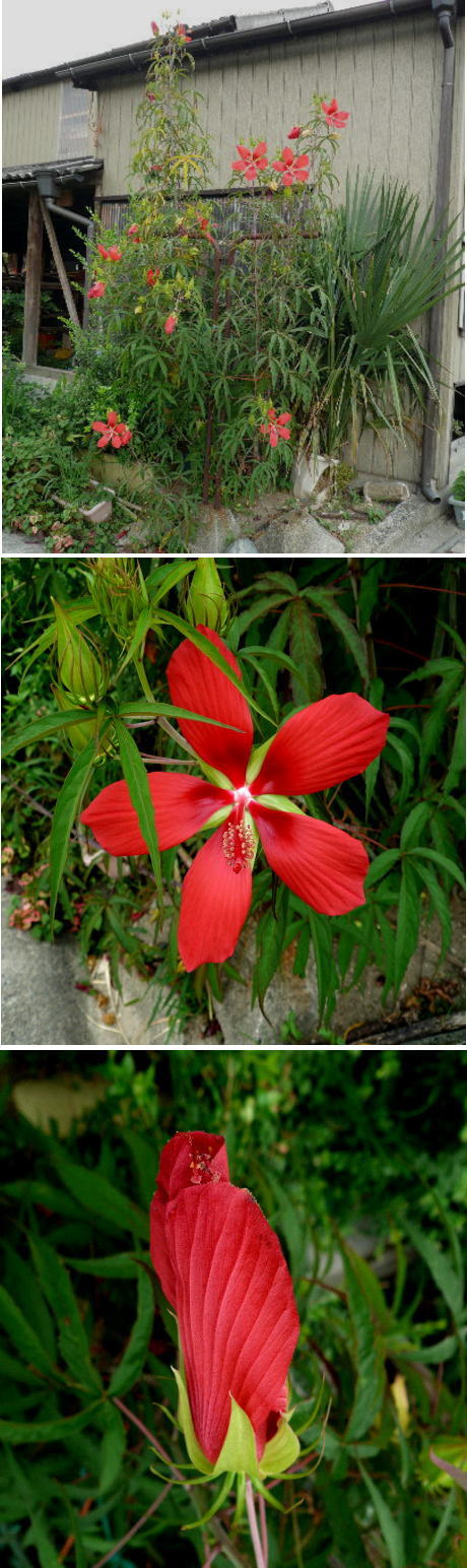 名前忘れた花「モミジアオイ」で...