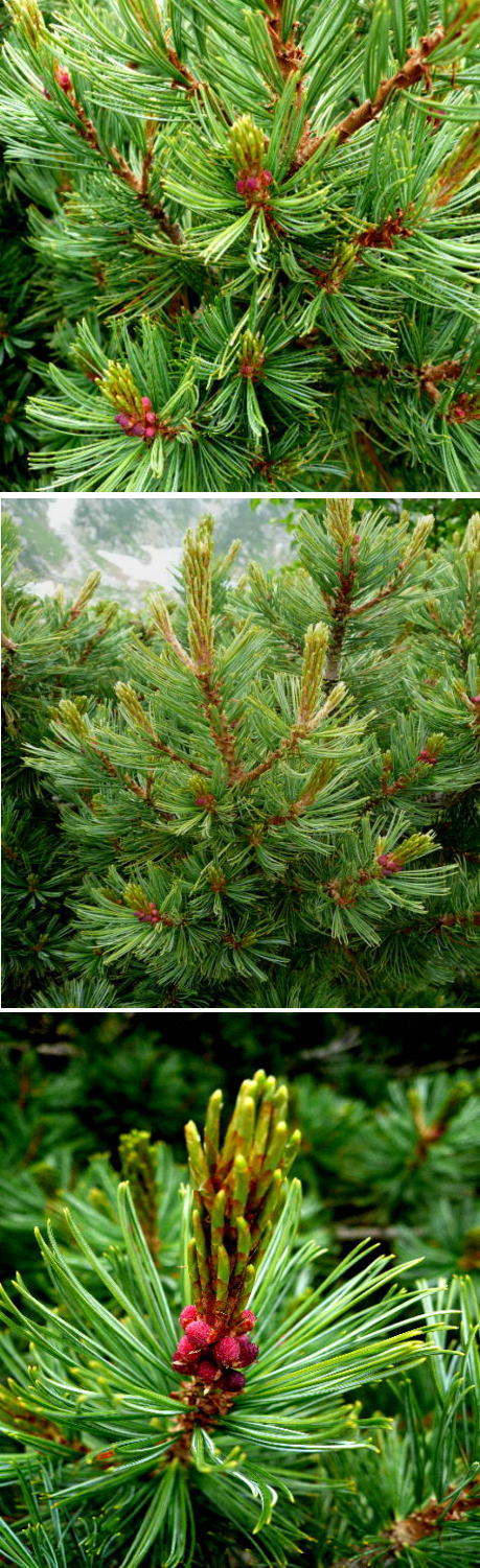 高山植物・ハイマツ