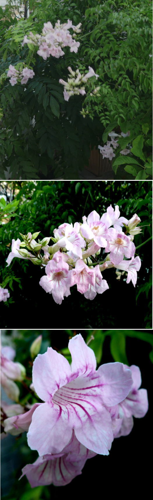 不明の花紹介します