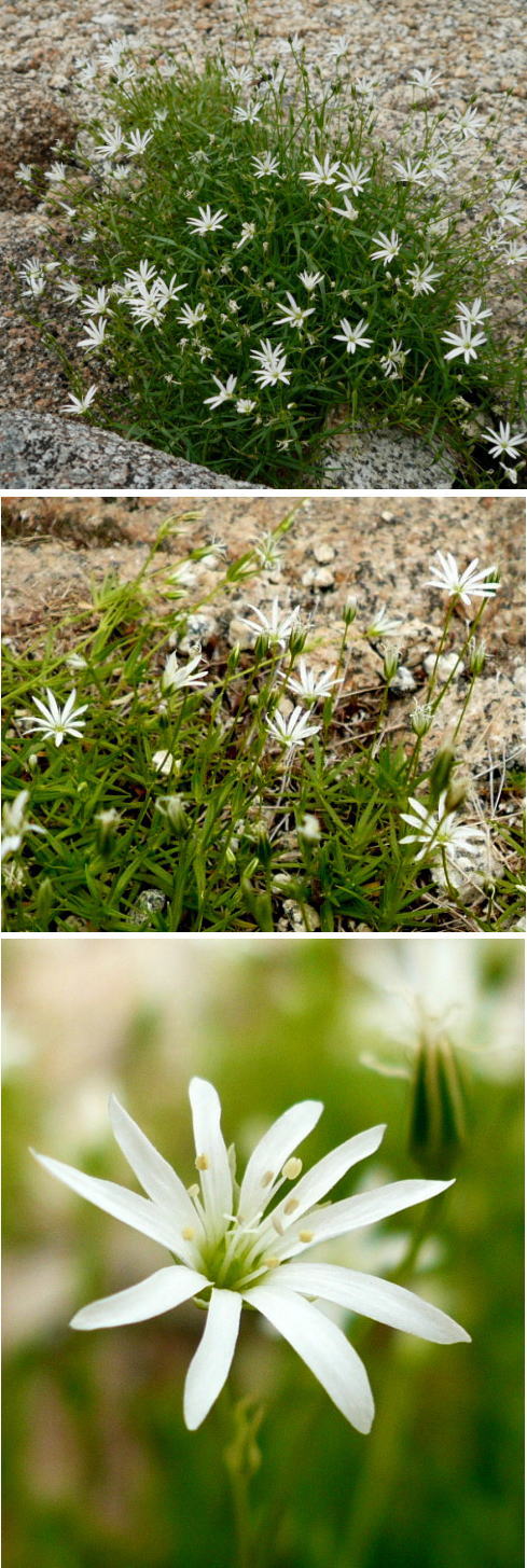 高山植物・イワツメクサ（駒ヶ岳...