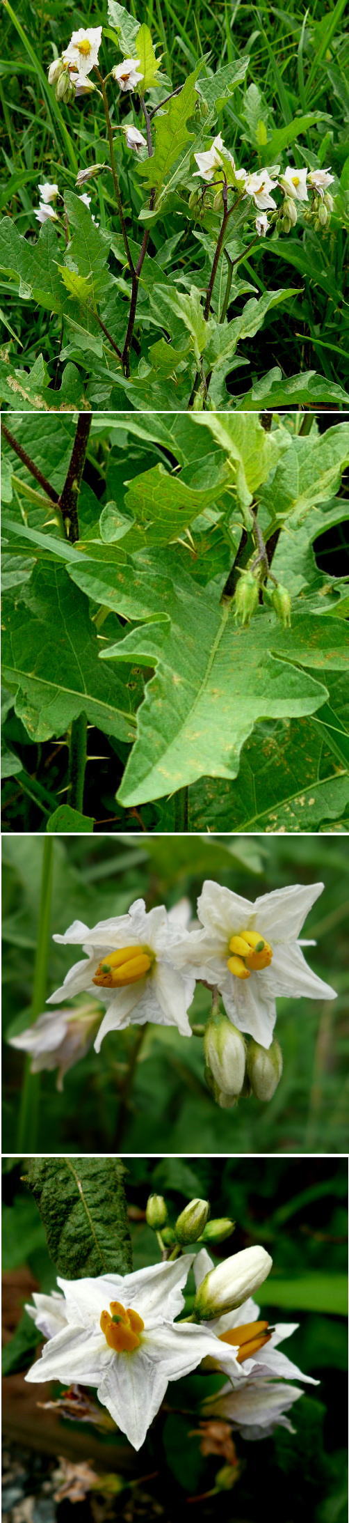 不明の花「ワルナスビ」でした