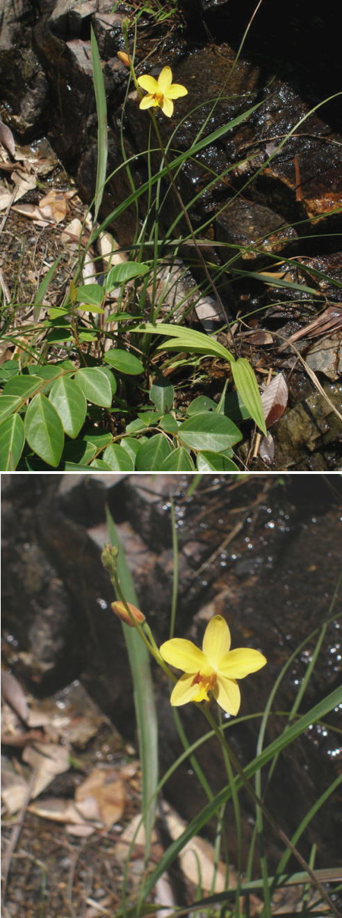 不明の花「カキラン」でした（香...
