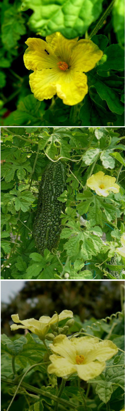 ゴーヤの花