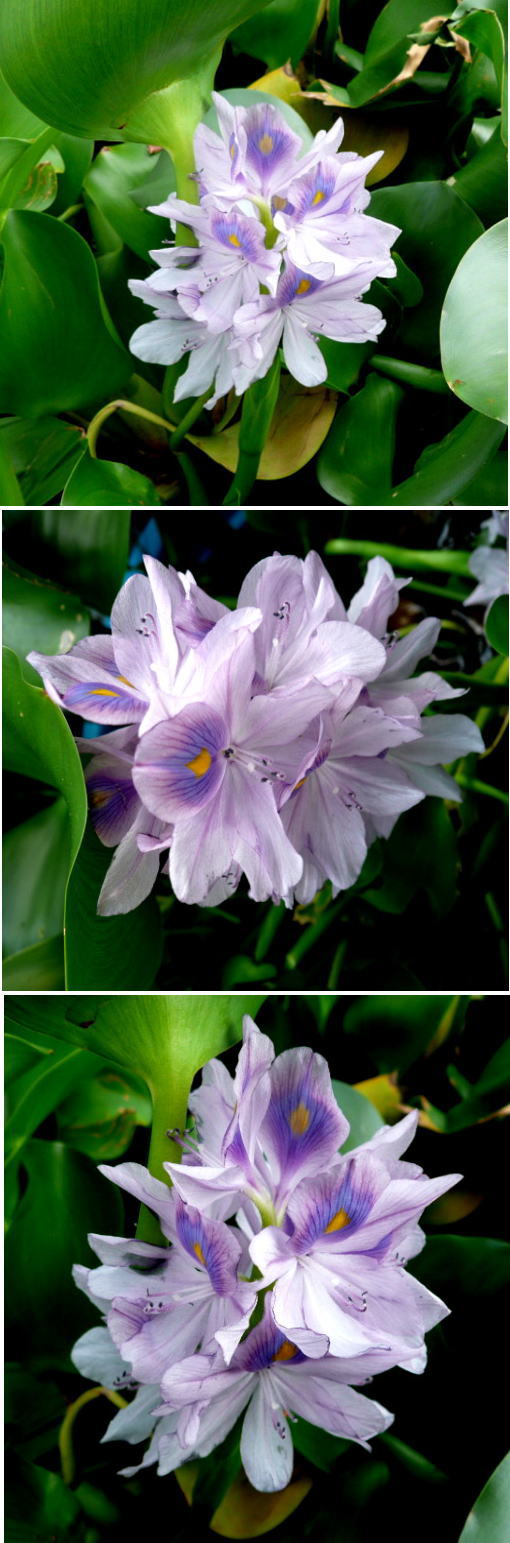 ホテイアオイの花