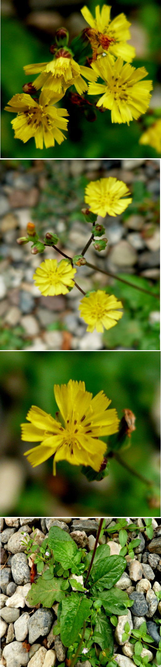 不明の花「オニタビラコ」でした