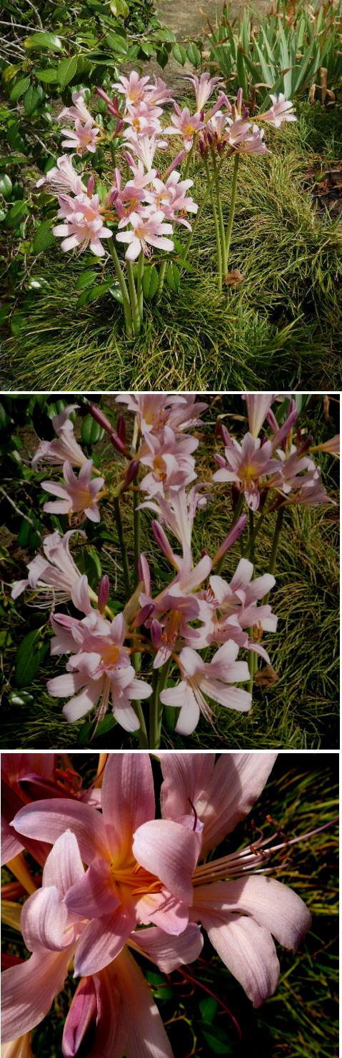 ネリネの花