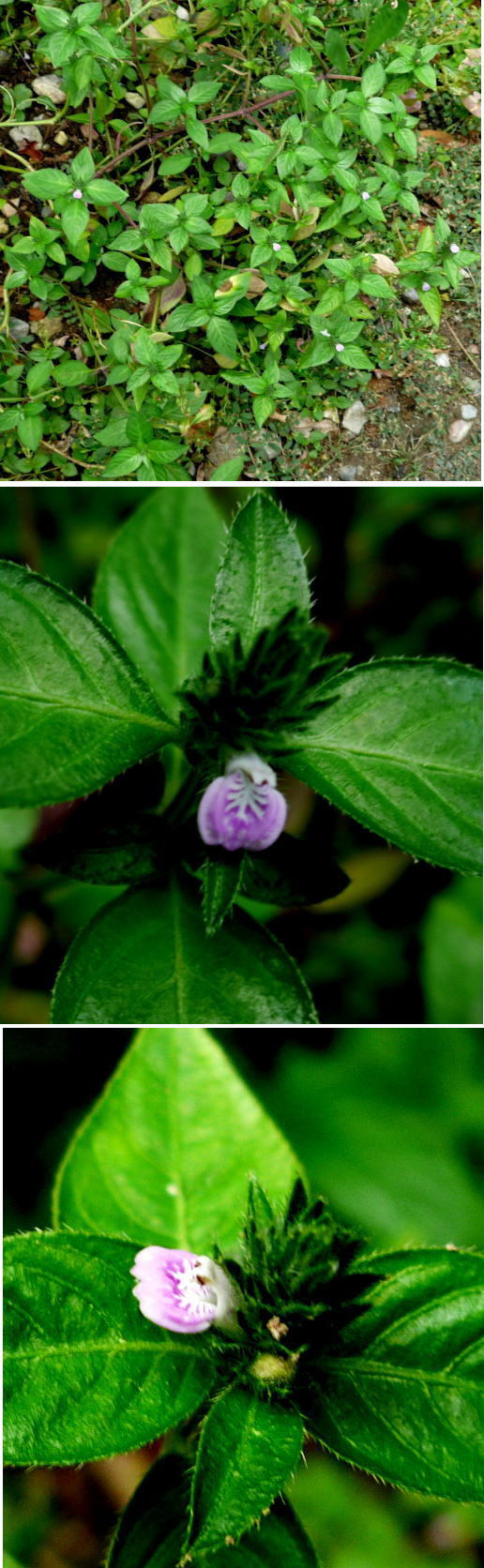 不明の花「キツネのマゴ」でした