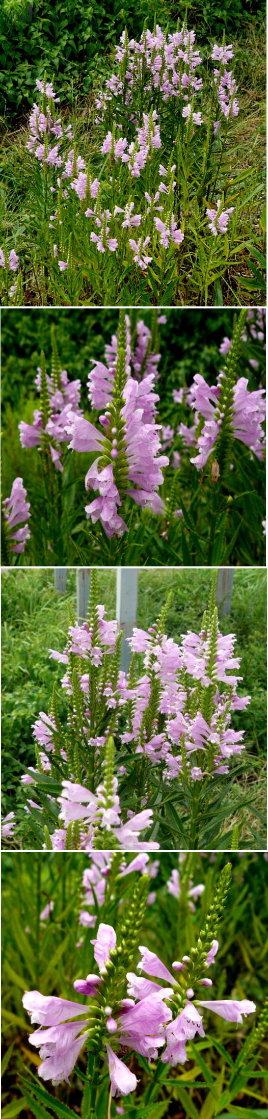 ハナトラノオの花